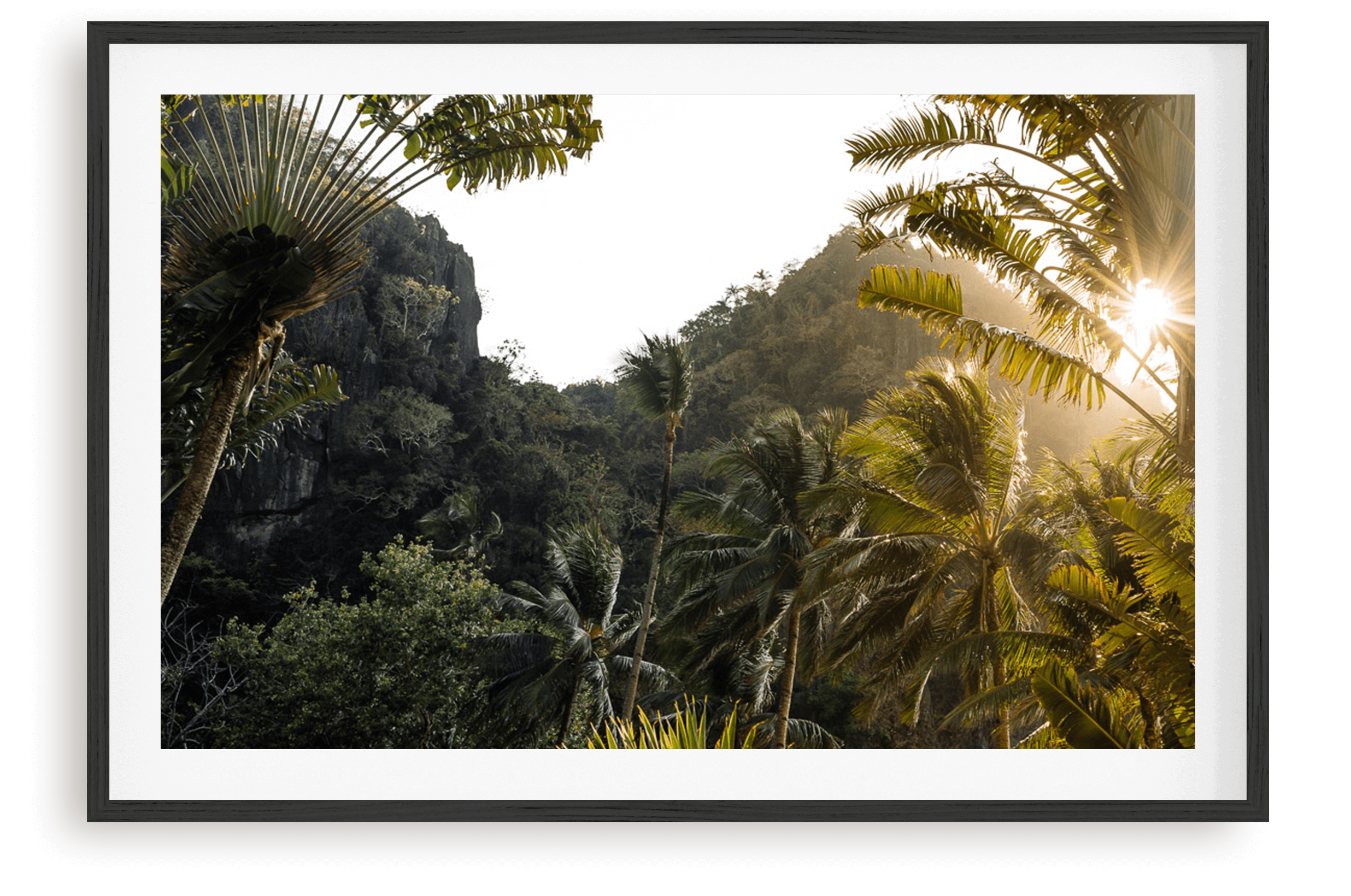 Palm Burst